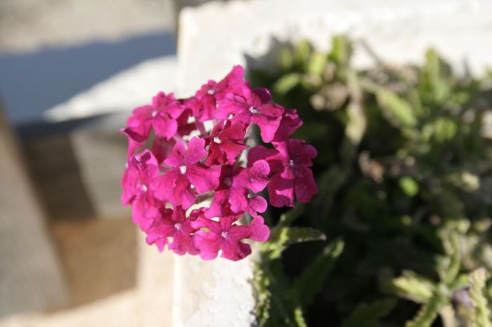 verbena4.JPG