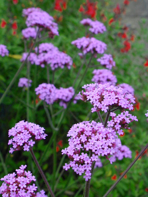 verbena_bonariensis1.jpg