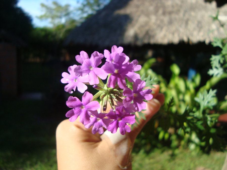 verbena_by_cerezoinwonderland-d48ziuq.jpg
