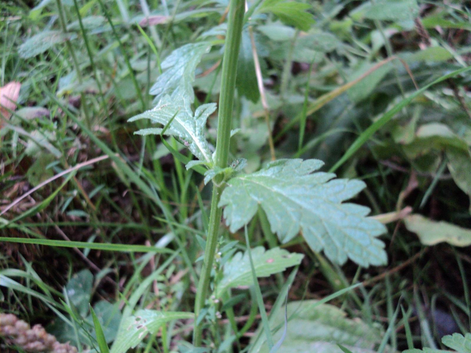 Verbena_officinalis4-p-.jpg