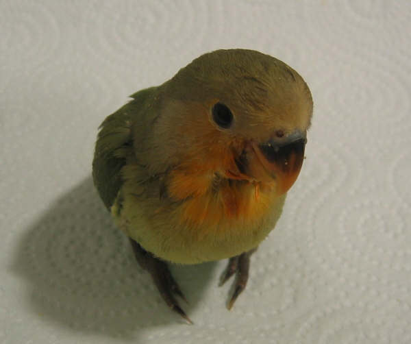 verde%20cara%20naranja.jpg