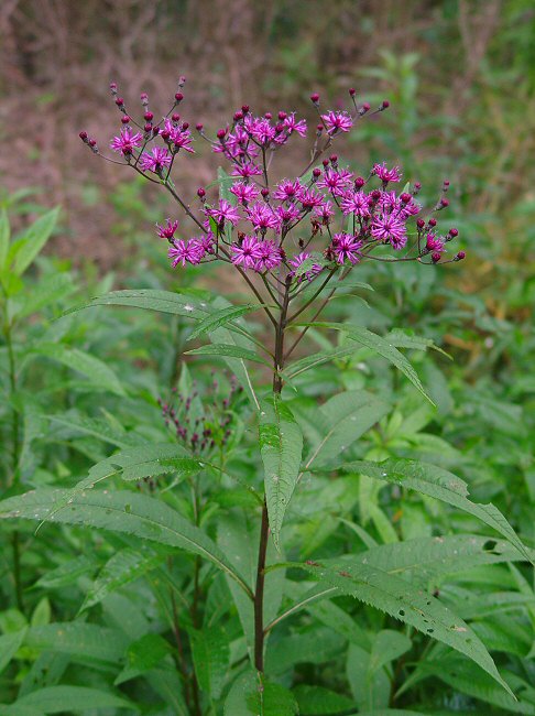 Vernonia_altissima_plant.jpg