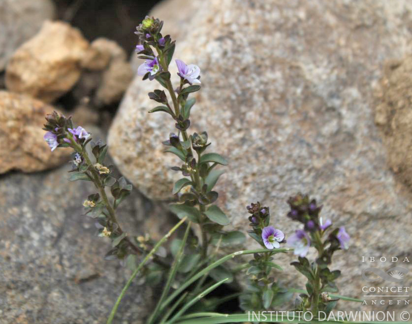 Veronica%20peregrina%20subsp.%20xalapensis-FOZ-14787%20(4).JPG