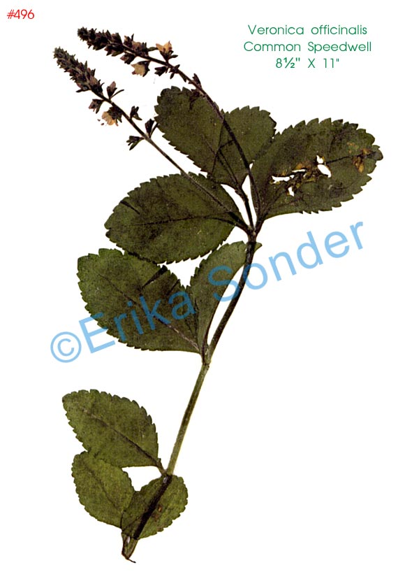 Veronica-officinalis.jpg