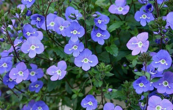 Veronica-umbrosa.jpg