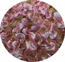 Versai%20RZCH112RED.jpg
