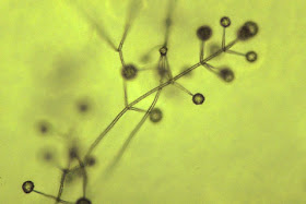 verticillium1.jpg