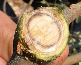 verticillium2.jpg