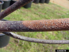 verticillium4.jpg