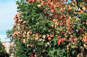 verticillium_maple.jpg