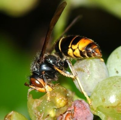 Vespa-velutina-3.jpg