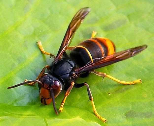 vespa_velutina_feuille.jpg