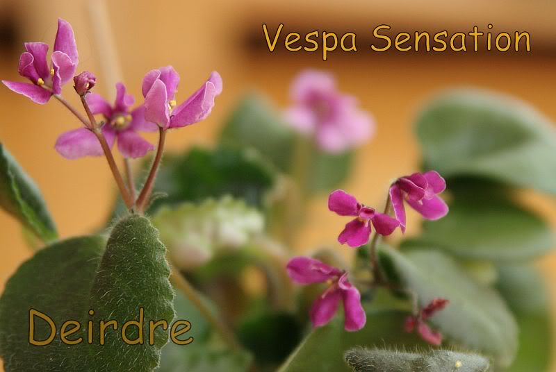 VespaSensation03.jpg