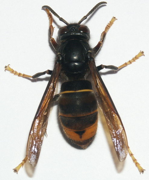 vespavelutinanigrotorax.jpg