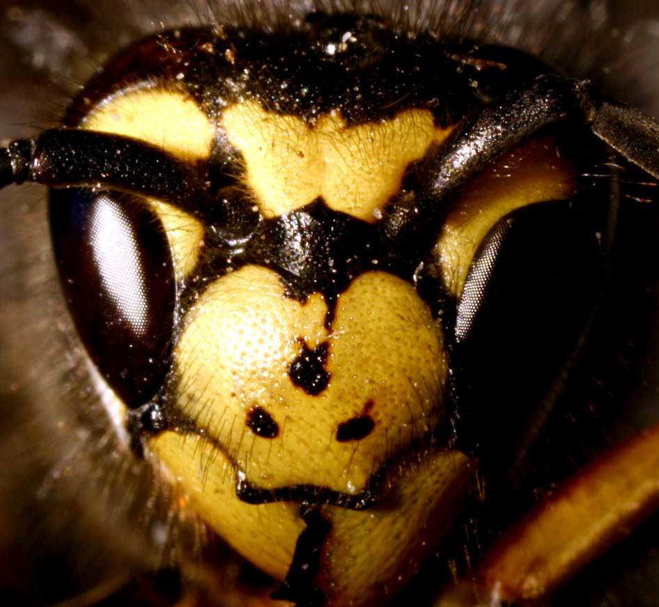 Vespula_germanica01_%28cropped%29.jpg