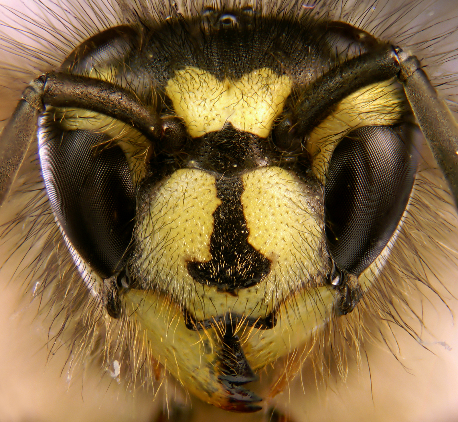 Vespula_vulgaris_portrait.jpg