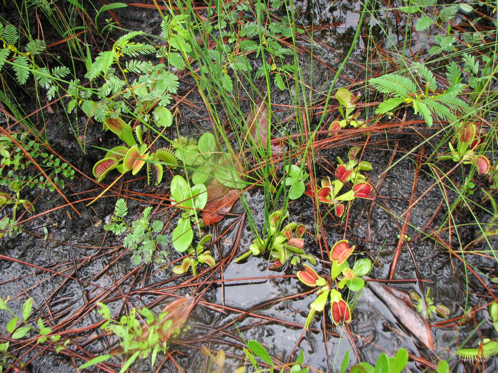 VFT_Water1.jpg