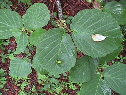 VGA%20Photos%20030521%5Cwitch%20hazel.JPG