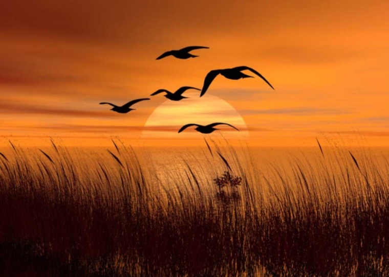 viaje-pajaros-a-tierras-mas-calidas.jpg