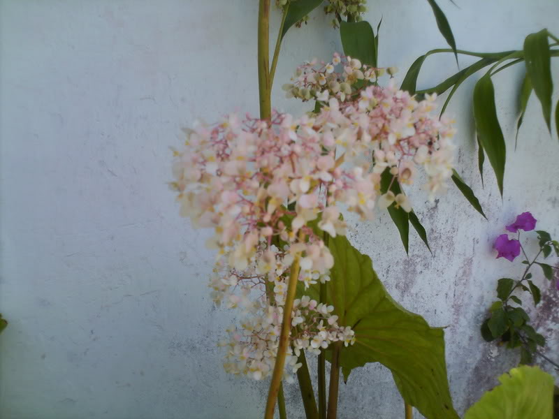 viajeacaripe007.jpg