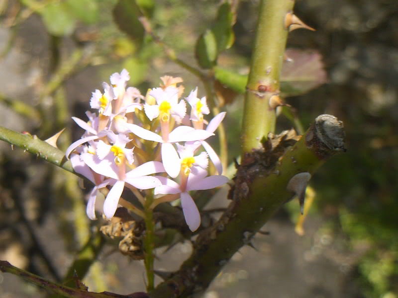 viajeacaripe012.jpg