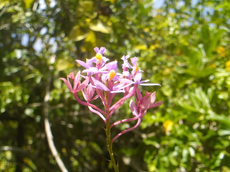 viajeacaripe013.jpg