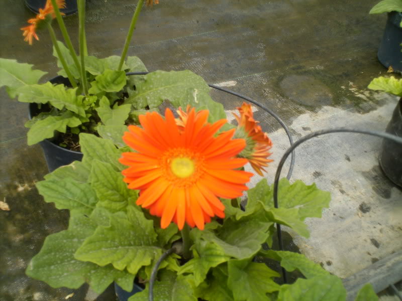 viajeacaripe033.jpg