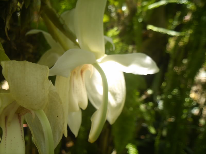 viajeacaripe046.jpg