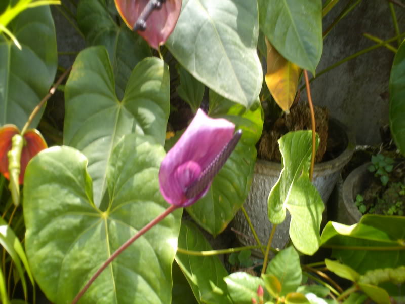 viajeacaripe053.jpg