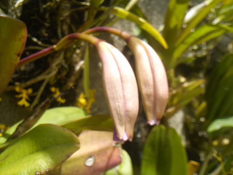 viajeacaripe056.jpg