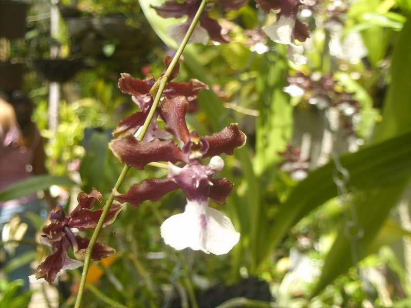 viajeacaripe064.jpg