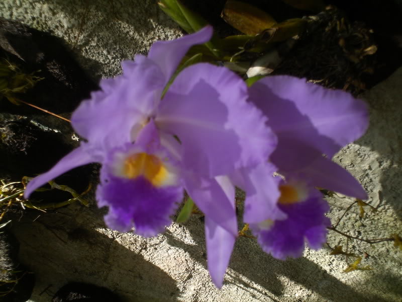 viajeacaripe066.jpg