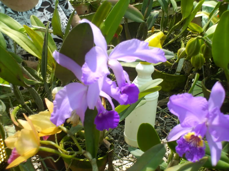 viajeacaripe076.jpg