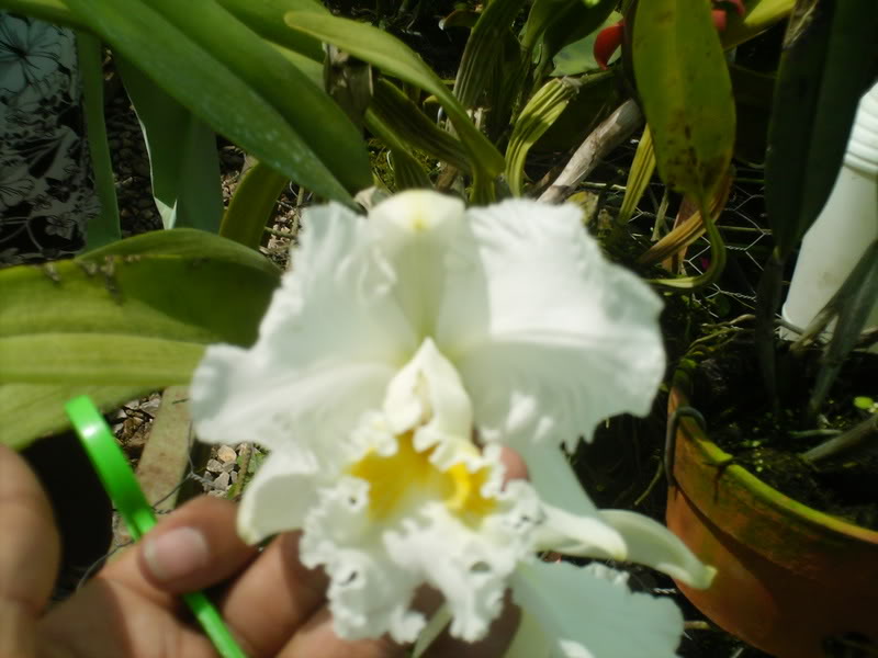 viajeacaripe079.jpg
