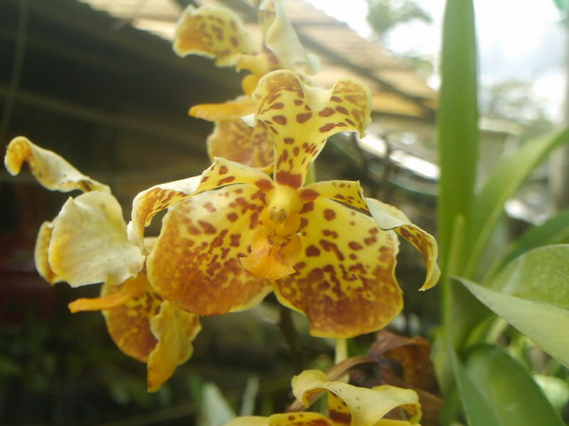 viajeacaripe085.jpg