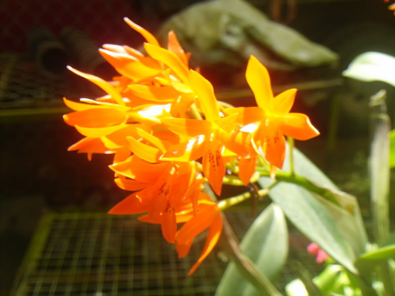 viajeacaripe087.jpg