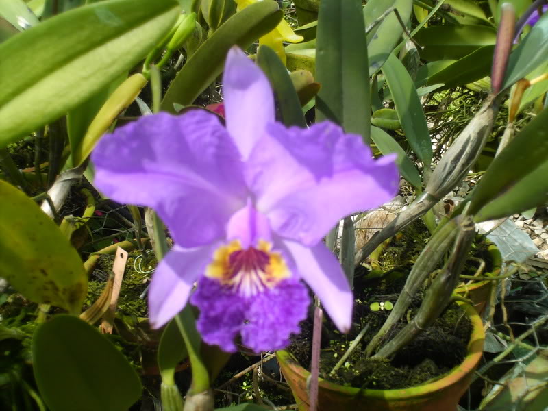 viajeacaripe089.jpg