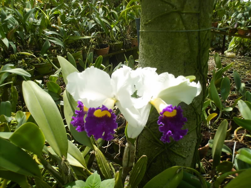 viajeacaripe093.jpg