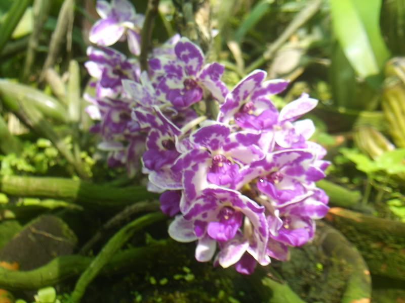 viajeacaripe094.jpg