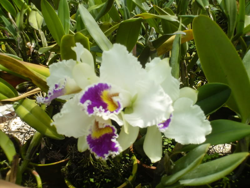 viajeacaripe095.jpg