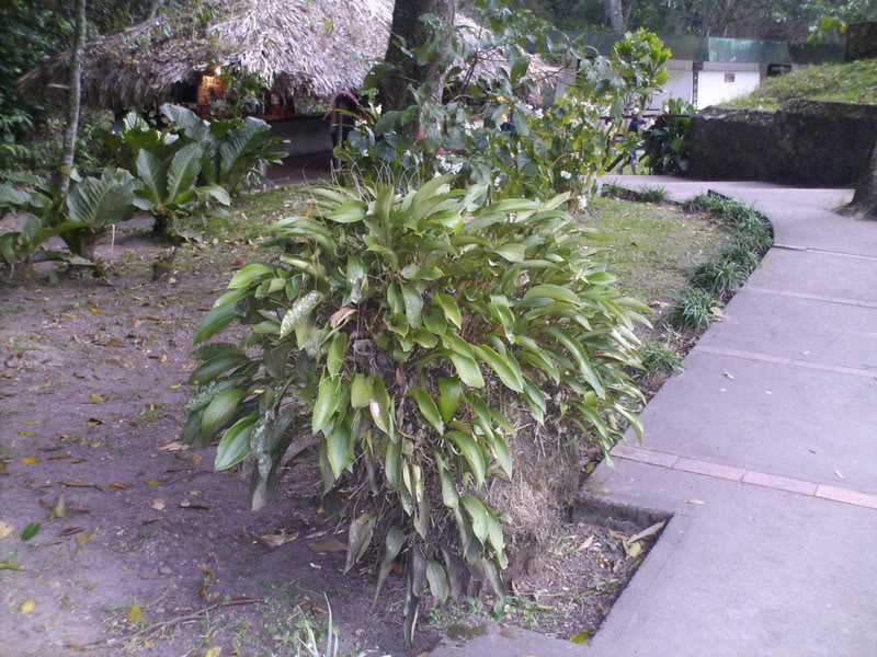 viajeacaripe117.jpg