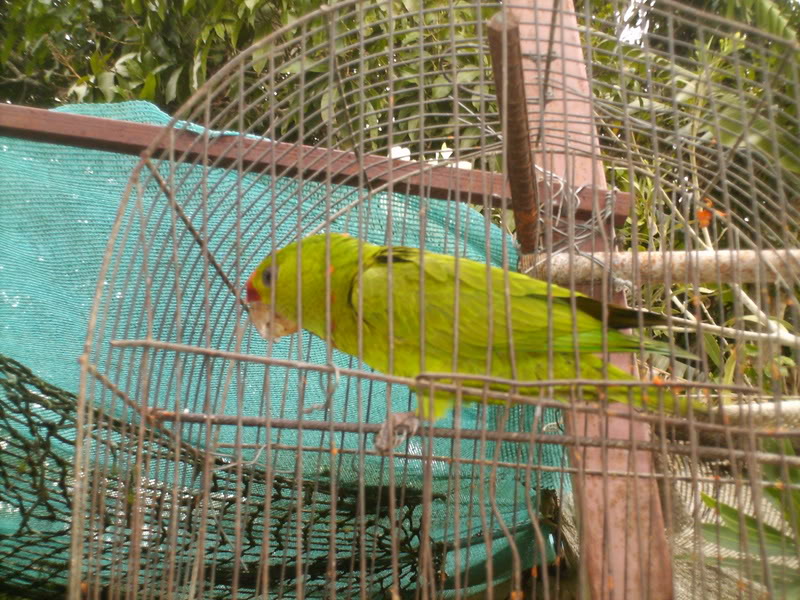 viajeacaripe123.jpg