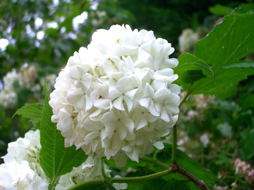 viburnum-1.jpg