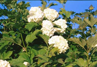 viburnum-opulus.jpg