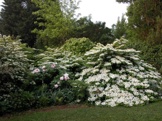 Viburnum-plicatum-Mariesii-et-pivoine-Medium-.jpg