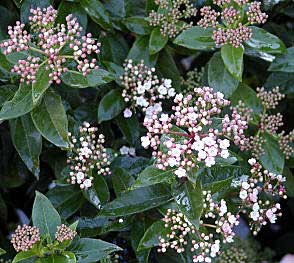 viburnum-tinus.jpg
