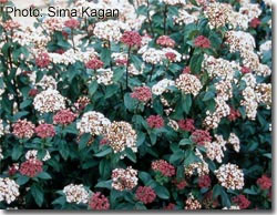viburnum-tinus_1.jpg