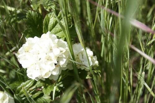 viburnum_opalus.JPG