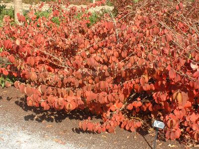 viburnum_plicatum_shasta__027326900_1148_04022008.jpg