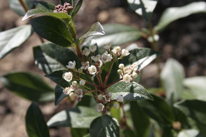 viburnum_tinus.JPG